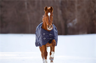 Covalliero Rugbe IceProtect Dækken 300 g - Navy